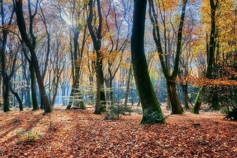 Herbstliche Pracht im Speulder Wald mit schönen Herbstfarben von eric van der eijk