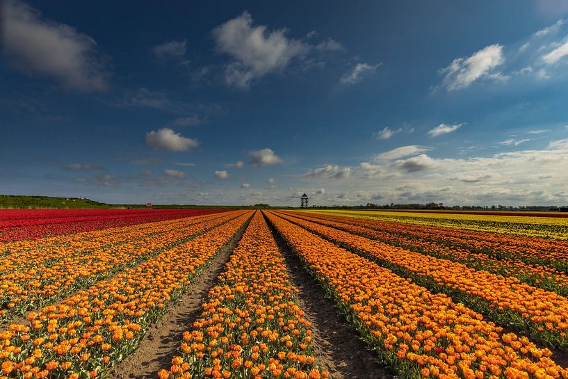 colourful fields by peterheinspictures