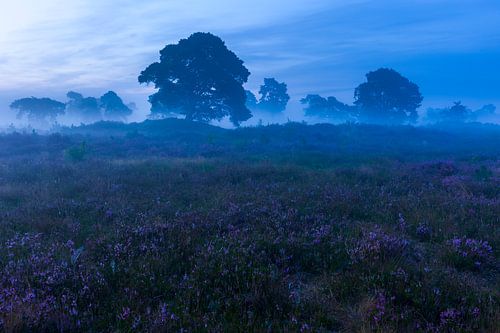 Mistig blauwe uurtje heide Veluwe