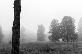Trees in the fog (Black Forest) by Flatfield