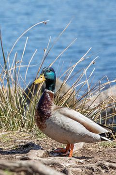 Canard colvert mâle sur t.ART