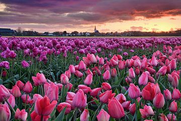 Texel Den Hoorn mit Tulpenfeld von John Leeninga