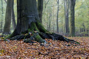De wortels van een boom in de herfst bedekt met overwoekerd groen mos en bladeren