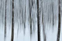 Impressie in het winterse bos