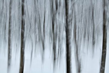 Impression in the winter forest by Oliver Lahrem