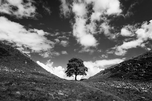 A Tree