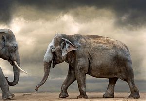 Tanzende Elefanten von Marcel van Balken