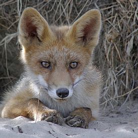 Jonge vos, Young fox van Yvonne Steenbergen