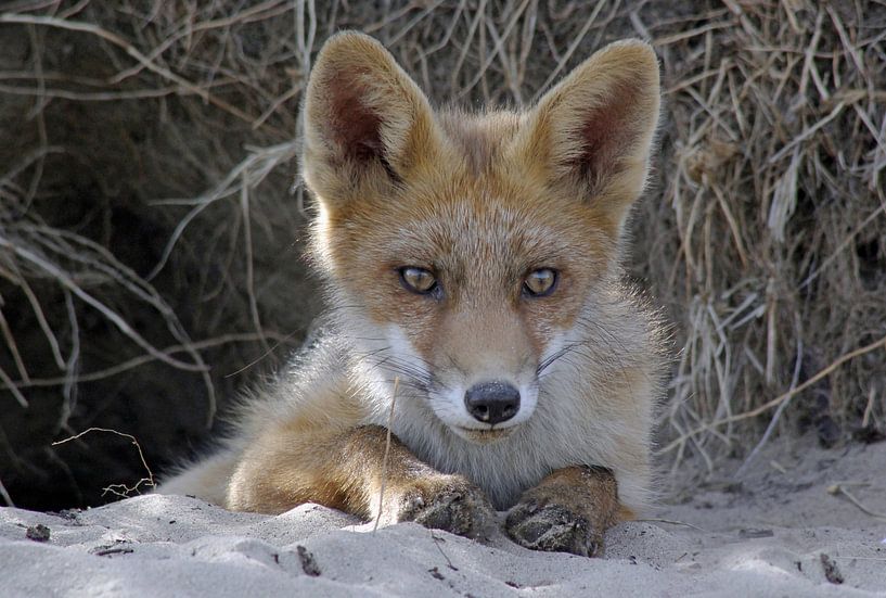 Jonge vos, Young fox by Yvonne Steenbergen