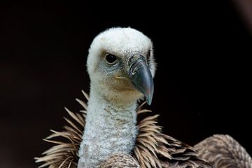 Gier close-up van Nicolas LEMAIRE