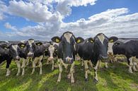 Cows by Rogier Kwikkers thumbnail
