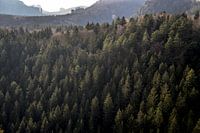 Forest. 