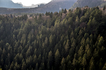 Forest. 