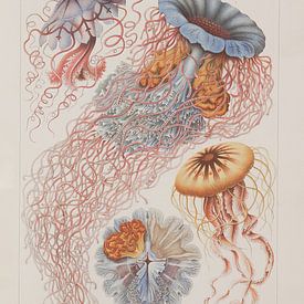 Discomedusae, Kunstformen der Natur, E.Haeckel, 1904 - Collectie Teylers Museum