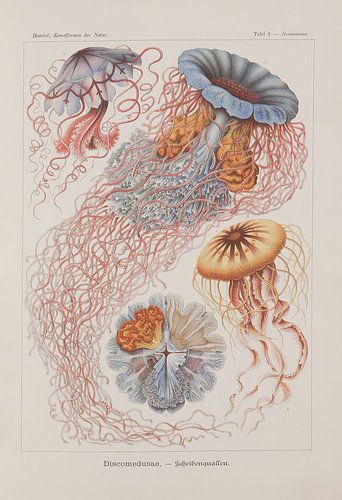 Discomedusae, Kunstformen der Natur, E.Haeckel, 1904 - Collectie Teylers Museum