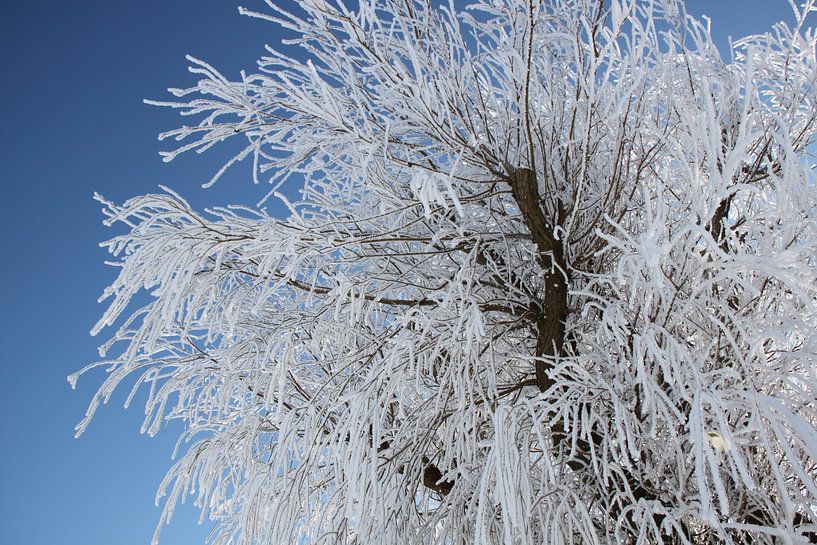 Baum mit reifem Baum von Ruud Wijnands