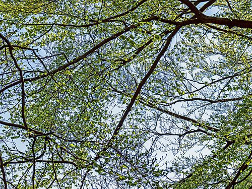 Motifs dans la forêt
