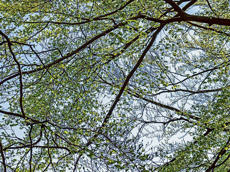 Muster im Wald von Hanneke Luit