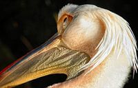 Pelikan von Kees de Knegt Miniaturansicht