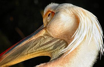 Pelican by Kees de Knegt