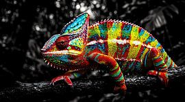 Kleurrijke wanddecoratie met kameleon: levendige natuurfotografie van wilde dieren