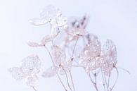 Hortensienblätter | Zerbrechlich | Wasserblasen von Nanda Bussers Miniaturansicht