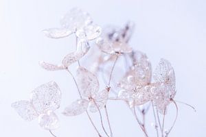 Hortensia Blaadjes | Fragiel | Waterbelletjes
