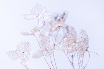 Hortensienblätter | Zerbrechlich | Wasserblasen