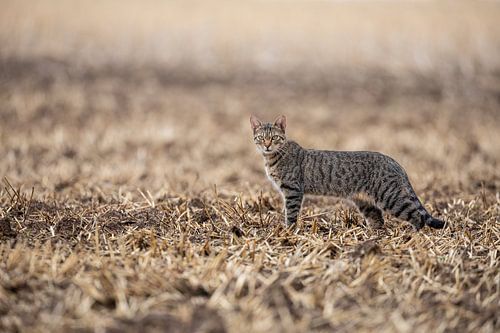tabby kat in natuurlijke omgeving