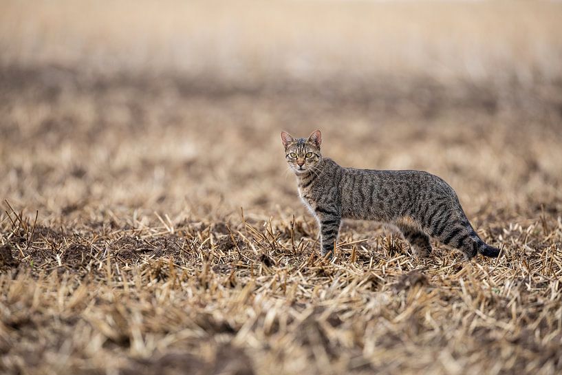 tabby cat in natural environment von VIDEOMUNDUM