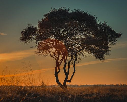 sieht aus wie Afrika