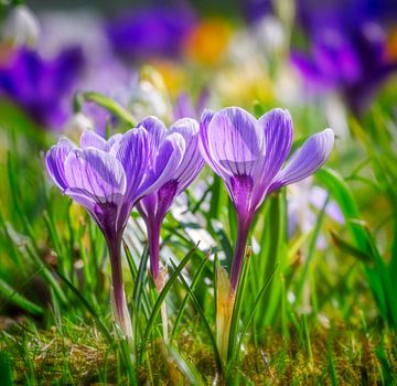 Prairie printanière avec crocus mauves sur ManfredFotos