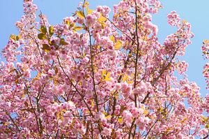 Japanische Kirschblüte
