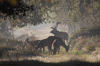 Cerf élaphe en rut.