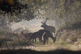 Red deer rutting. by Maurice van de Waarsenburg