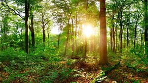 Zonneschijn in het bos van Günter Albers