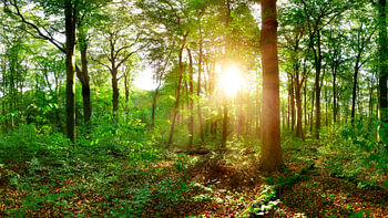 Zonneschijn in het bos