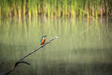 IJsvogel van Jürgen Schmittdiel Photography