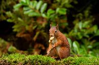 Eichhörnchen von Johan Honders Miniaturansicht