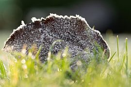 Winterse kristallen op herfstgoud van Aan Kant