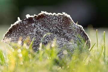 Winterse kristallen op herfstgoud