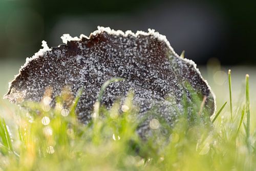 Winterse kristallen op herfstgoud