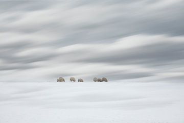 Schapen in een Hollands winterlandschap van eric van der eijk