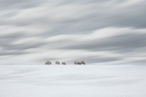 Schafe in einer holländischen Winterlandschaft