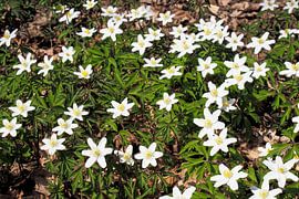 Wood anemone on the edge of the forest by Ralf Ruppert
