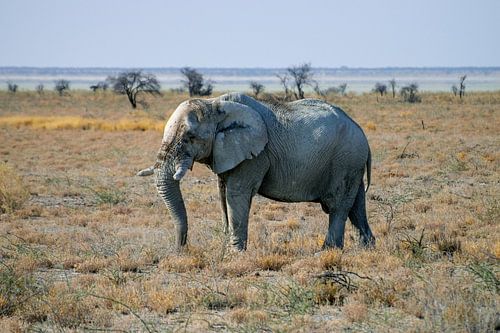 The Elephant
