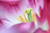 Tulpen by Teuni's Dreams of Reality thumbnail