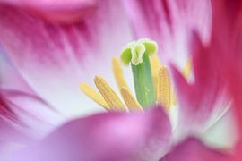 Tulpen von Teuni's Dreams of Reality