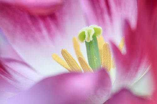 Tulpen