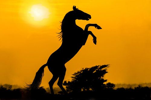 Marwari-Sonnenuntergang